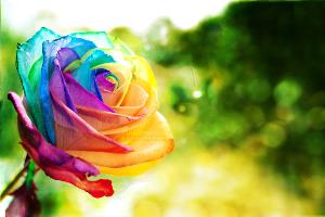 rainbow_rose_wallpaper_by_eliseenchanted-d3d37e5.jpg Valentine Wallpapers