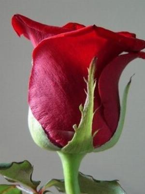 one-rose.jpg Love