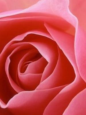 pink-petals.jpg Love