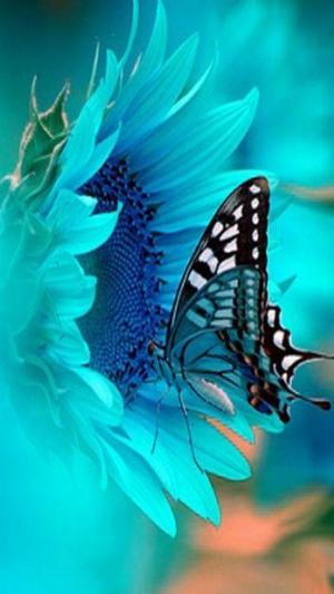 Butterfly-2-.jpg Nature